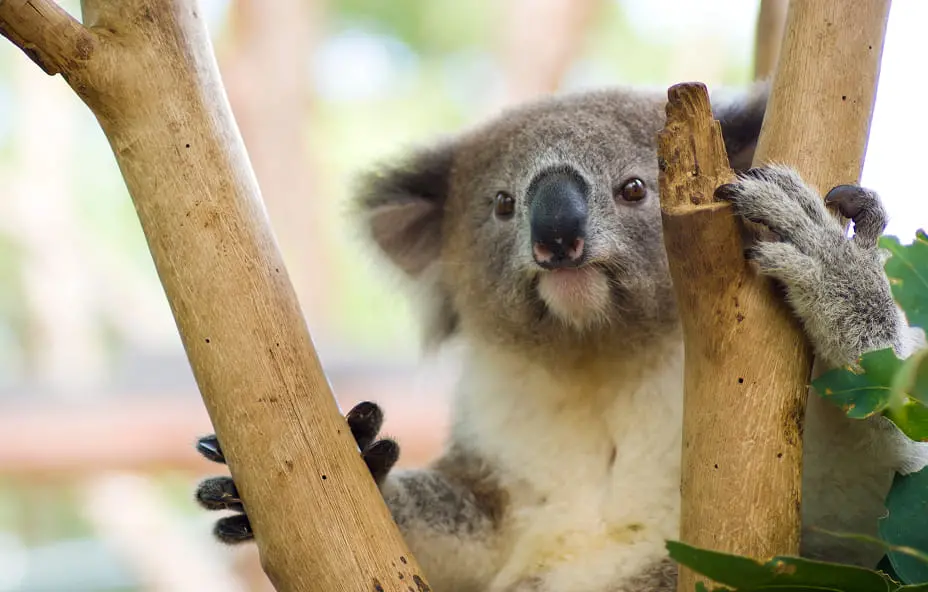 ウィスラーのゴンドラ